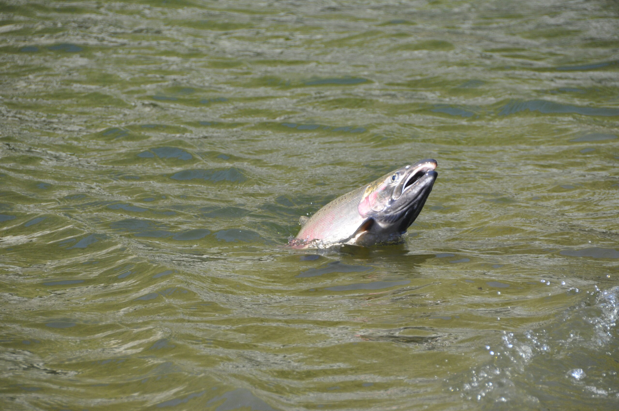 A coho salmon.