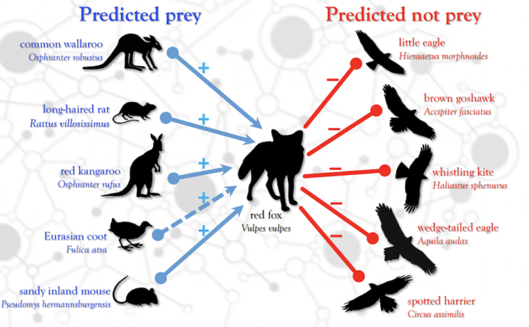 The machine-learning model developed by scientists at Flinders University predicts what species predators will prey on.