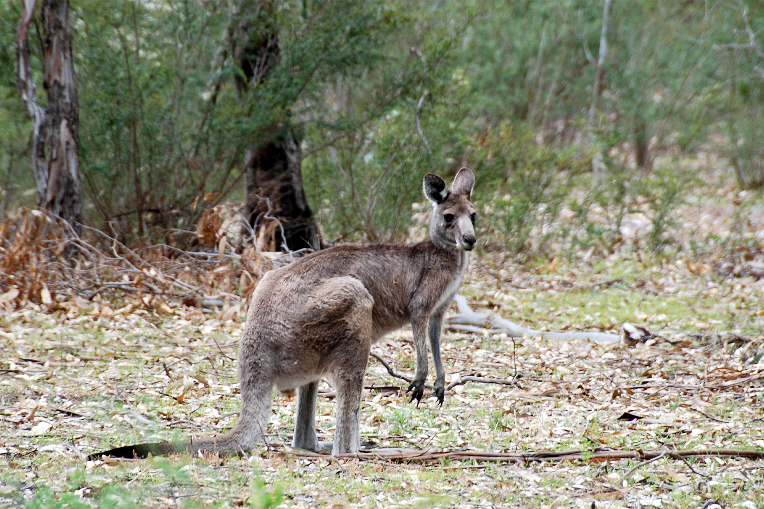 A common wallaroo.