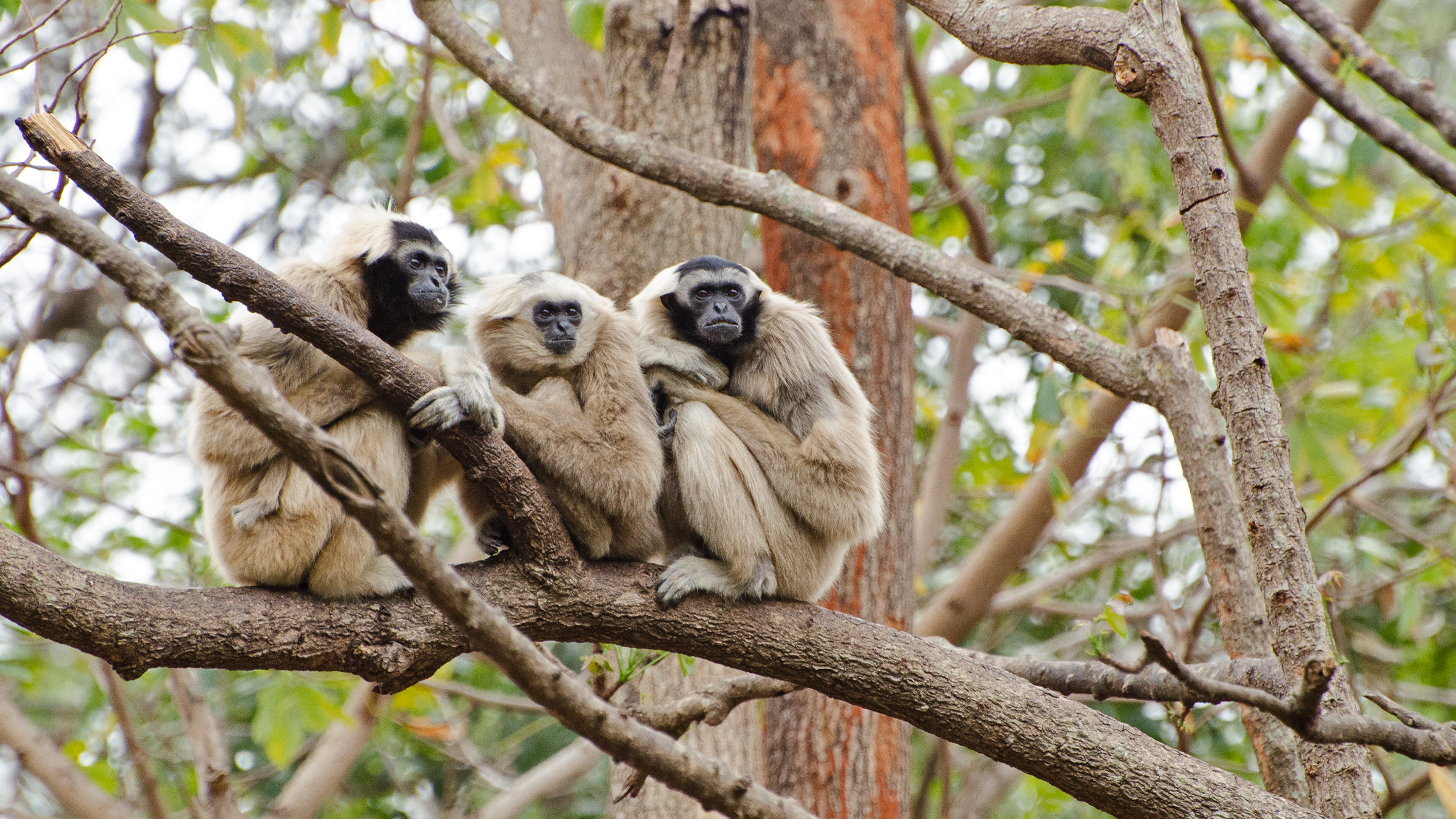 Three pileated gibbon (Hylobates pileatus).