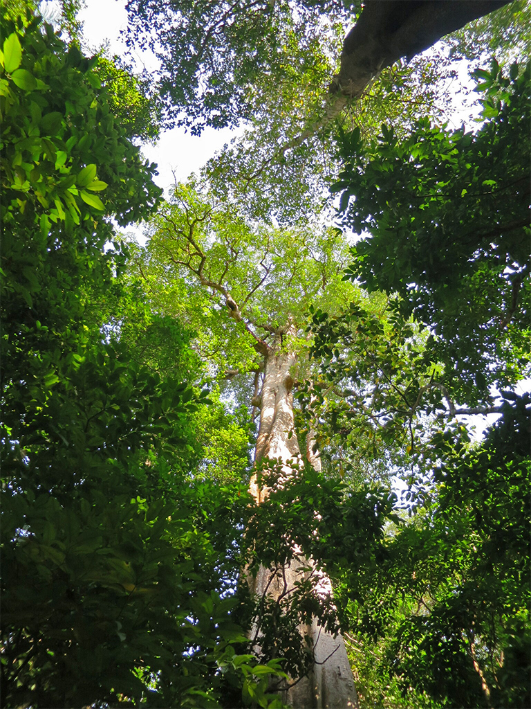 A pattern wood tree (Alstonia boonei)