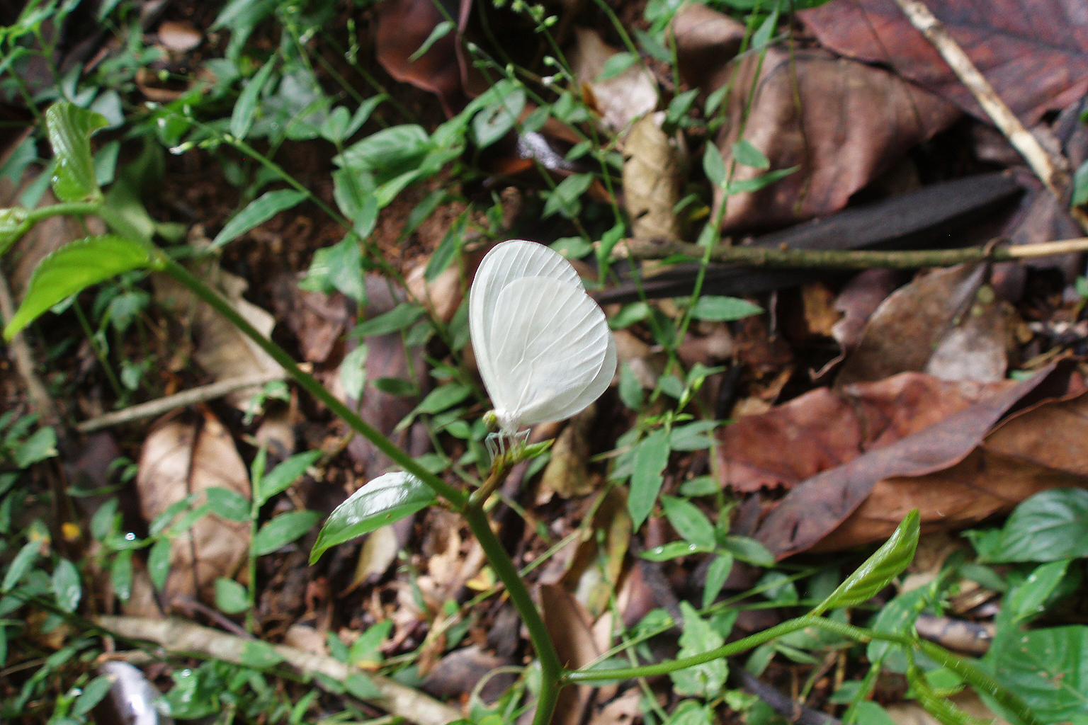 The snow-white butterfly with large green eyes and distinctively rounded wings, named Pseudopontia mabira in the forest’s honor. 