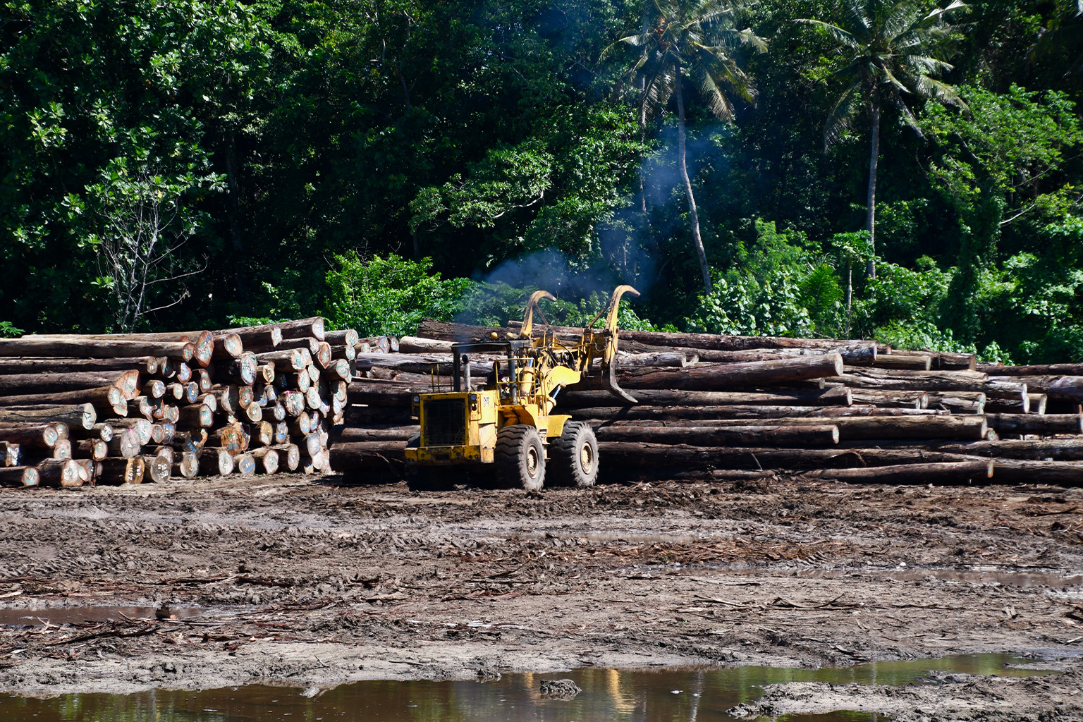 Tropical timber awaiting export in New Ireland province, Papua New Guinea.