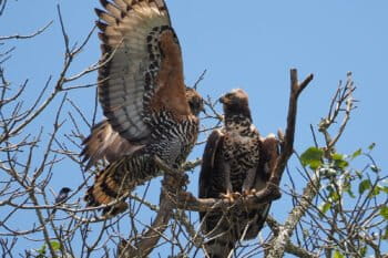 Crowned eagles (Stephanoaetus coronatus), Uganda. Image by Rafael Vila via Flickr (CC BY-NC-ND 2.0)