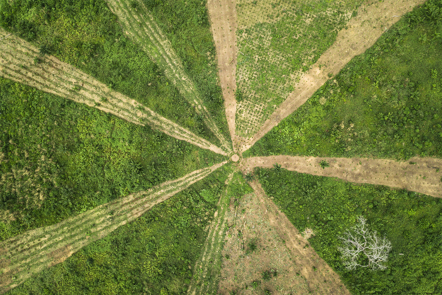 An experimental agriculture plot in DRC.