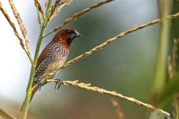 A scaly-breasted munia in Natore, Bangladesh.