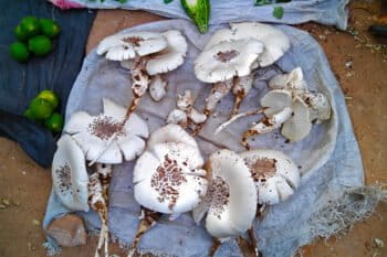 Termitomyces schimperi (called othepo in Lomwé) for sale at the Gilé market.