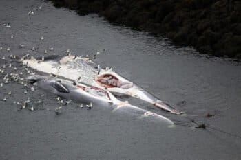 Two fin whales hunted in Iceland in 2009.