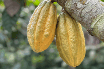 Mature cacao fruit. Seeds from the pod are fermented, roasted and ground to make cocoa powder. Image courtesy of TMA.