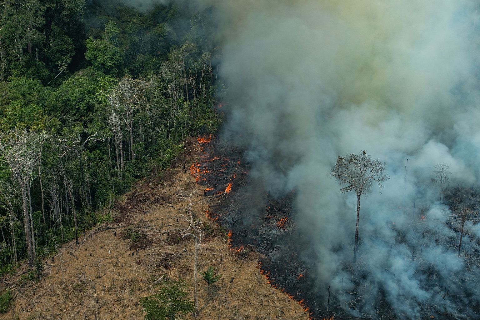 Fire in Amazon forest.