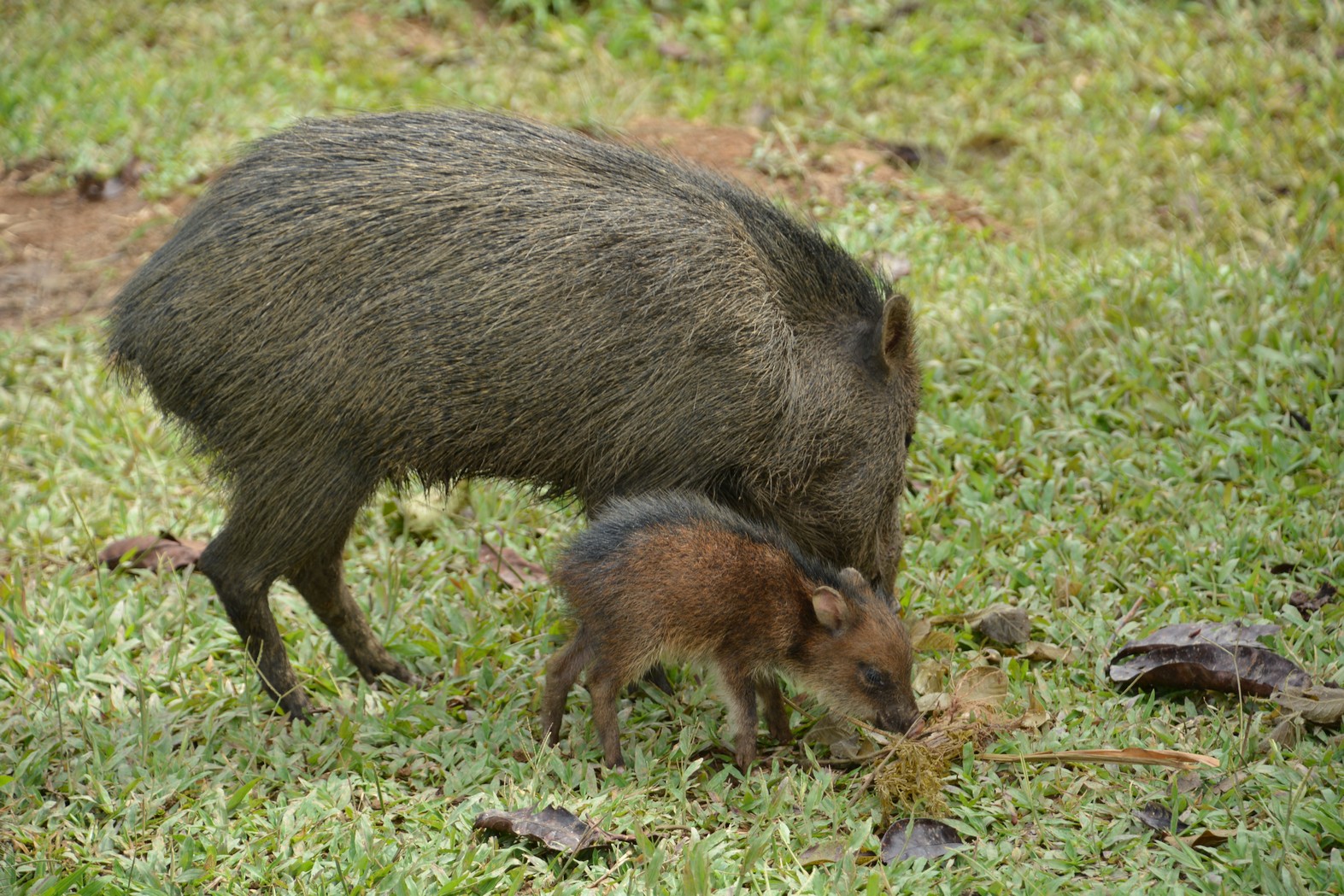 A family of peccaries (Tayassu pecari)