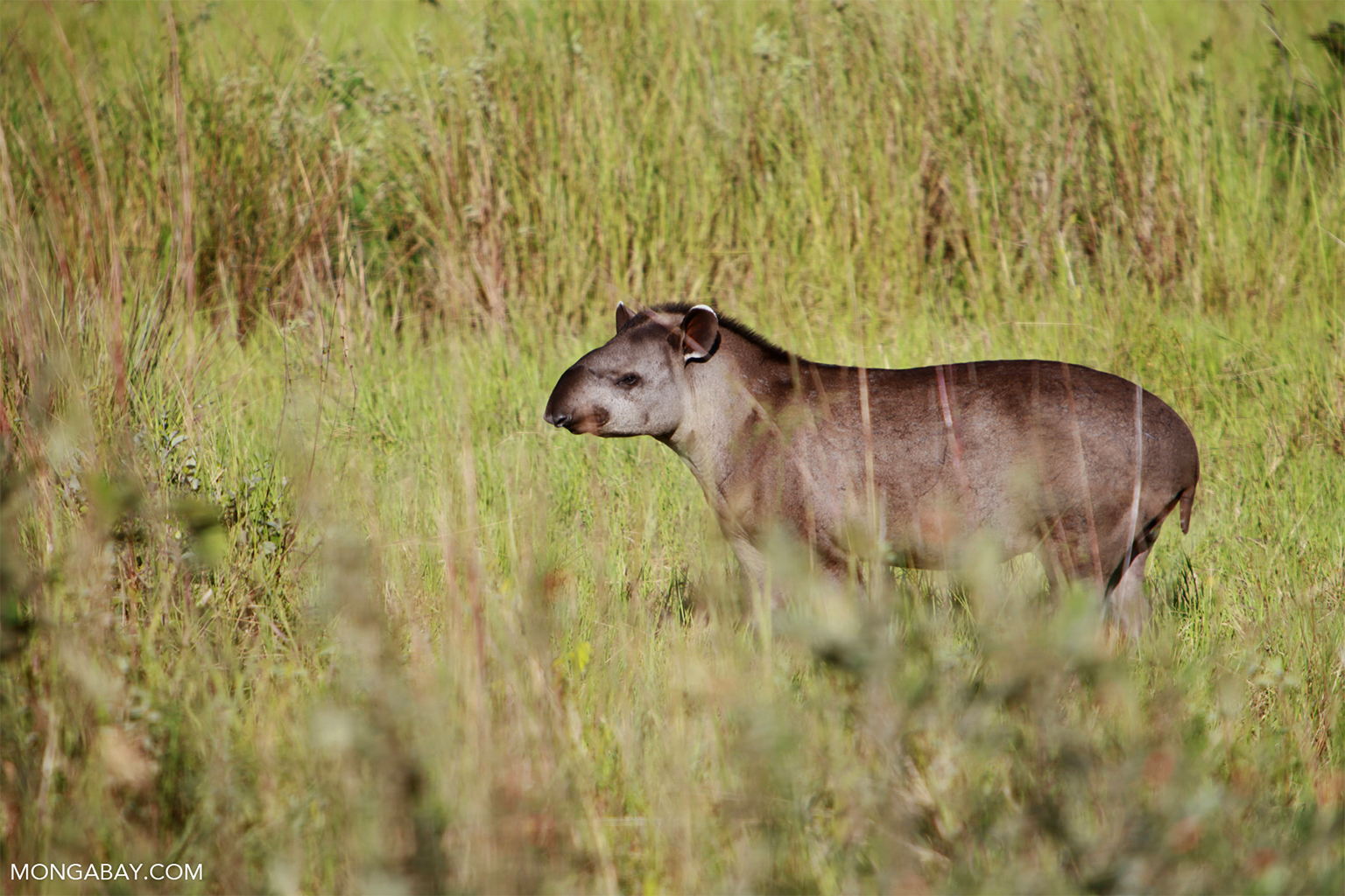 A tapir.