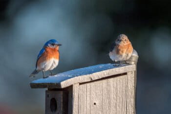 Eastern bluebirds