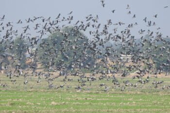 Pigeon flock in Nepal