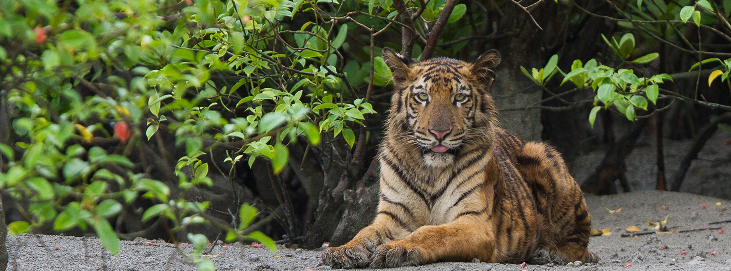 A sub-adult Bengal tiger on the river bank.