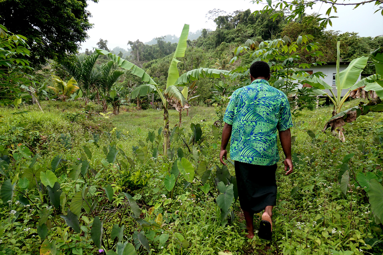 Lotawa walks through a food garden on the outskirts of Drawa.