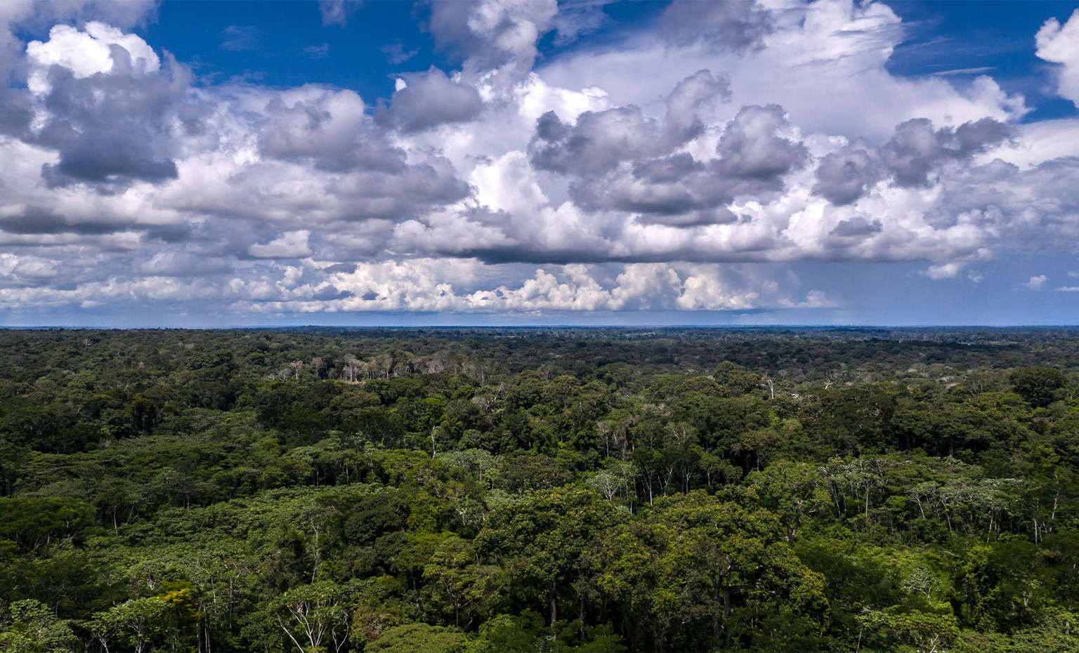 Amazon Rainforest