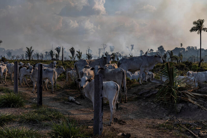 Cattle ranching