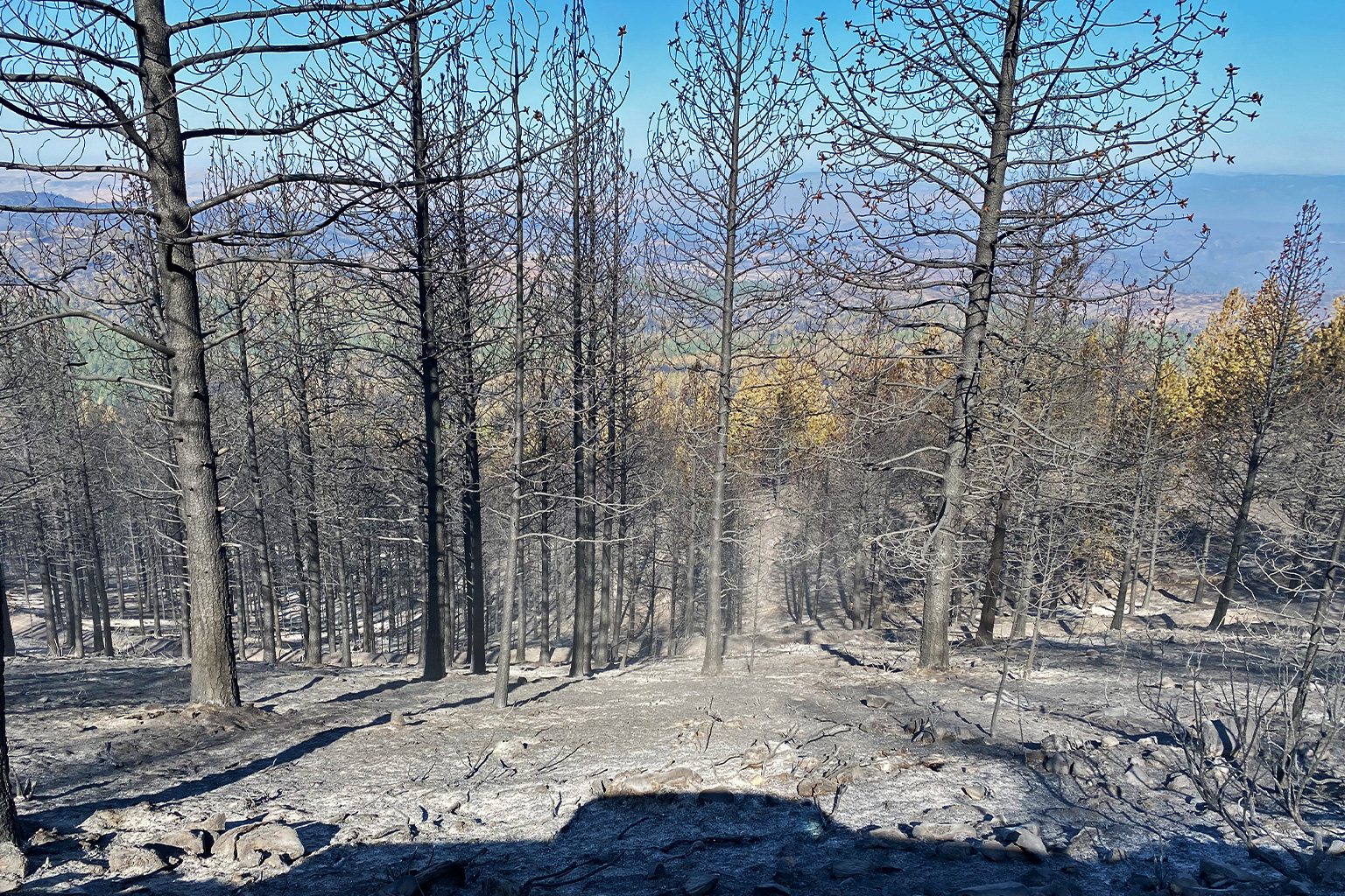 A photo from 2021 showing severe damage to a Colville Reservation tribal forest due to the Cheweah Creek fire.