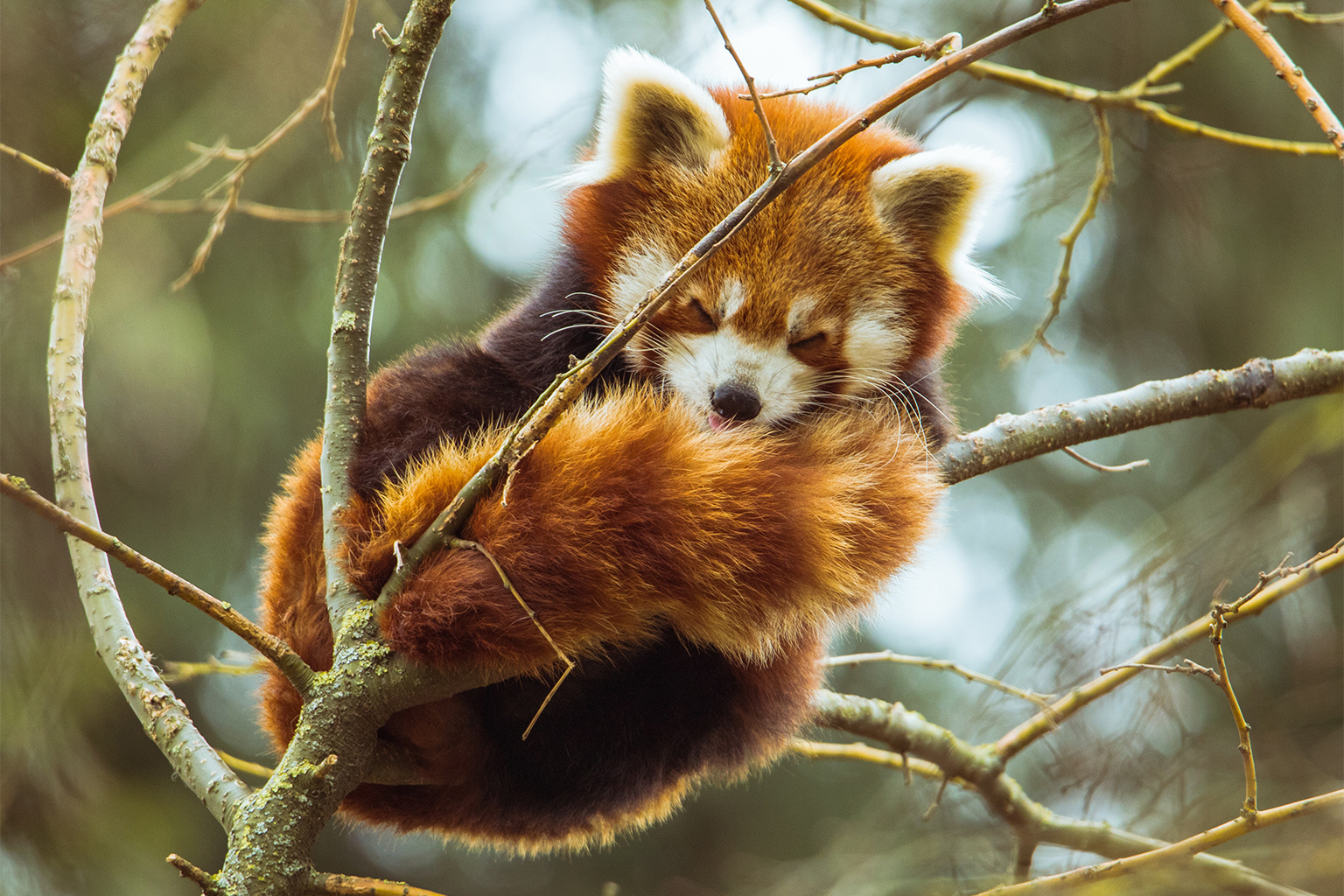 A red panda napping in a tree.