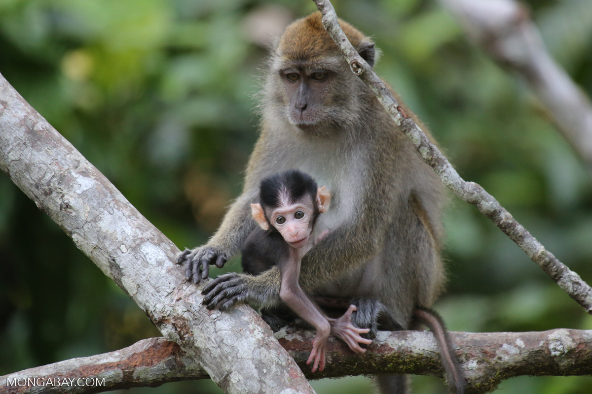 Long-tailed macaques