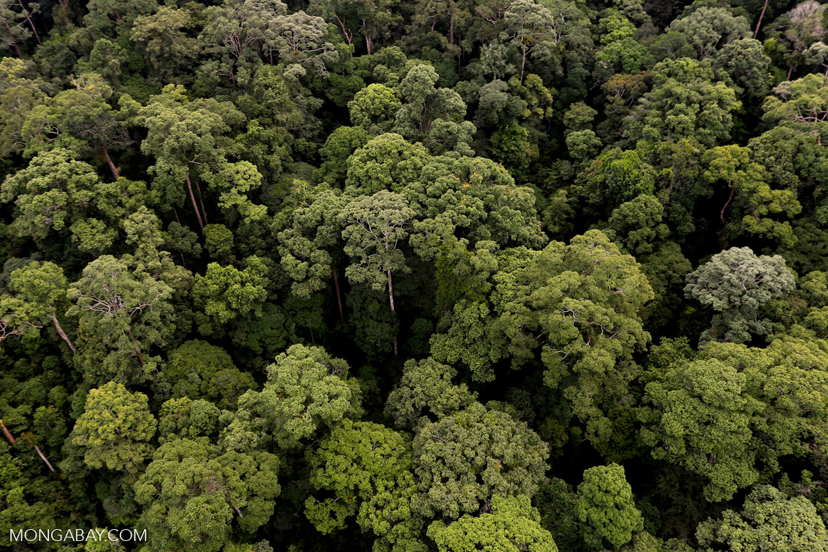 Forest structure