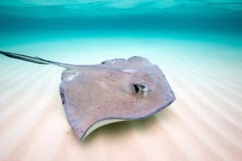 A southern stingray swimming over the seafloor.