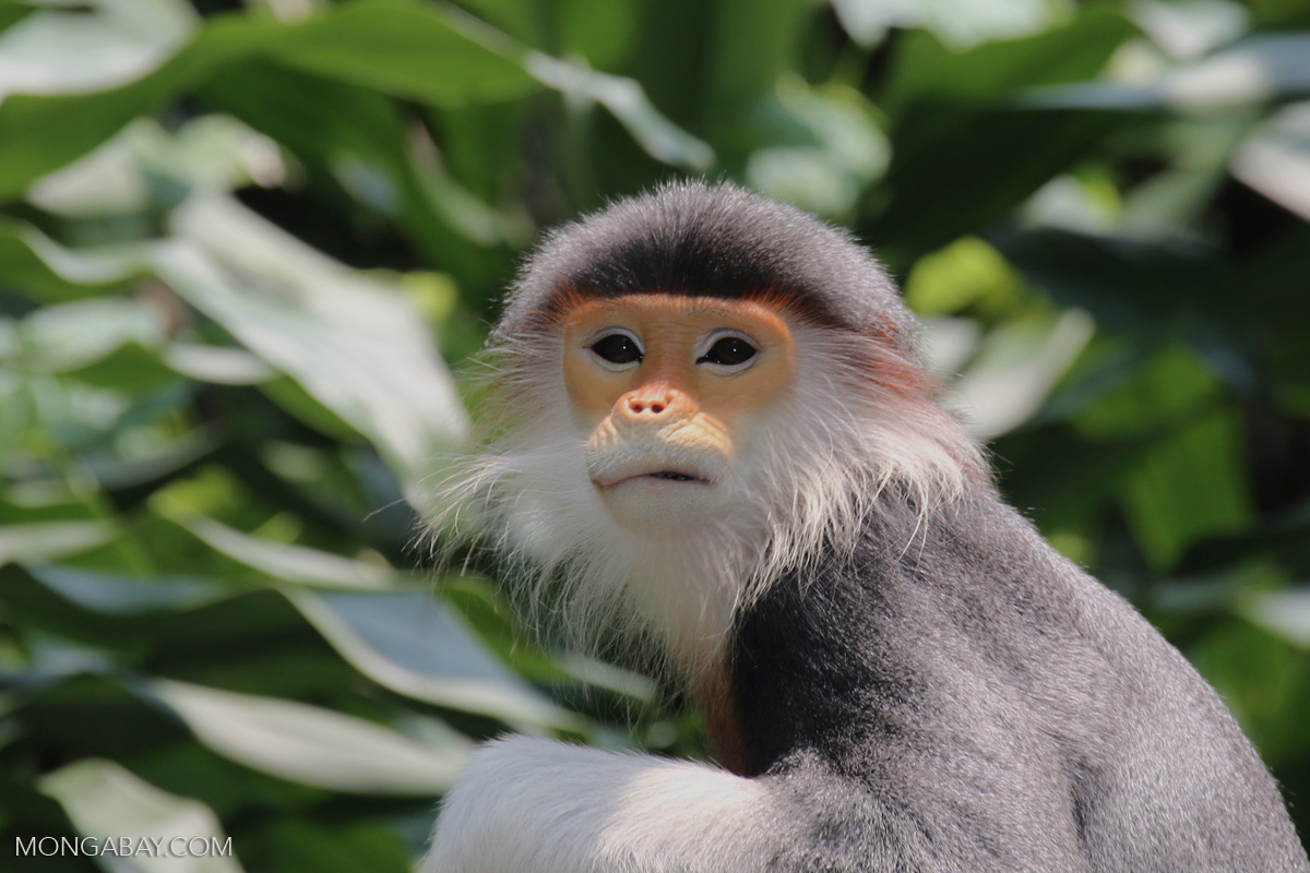 Red-shanked douc langur