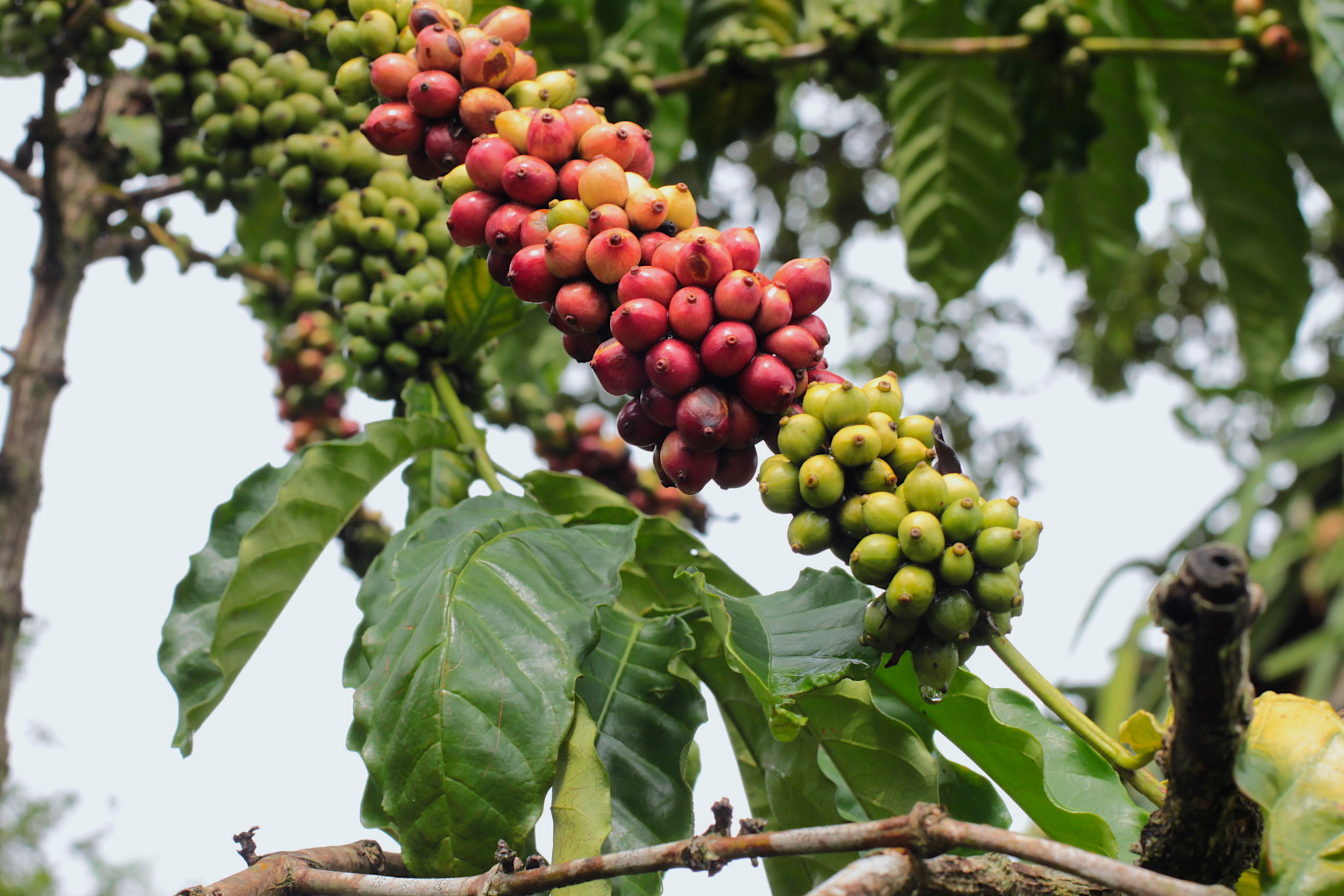 Coffee berries