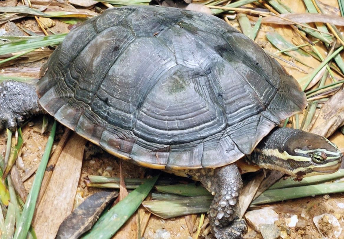 Annam pond turtle