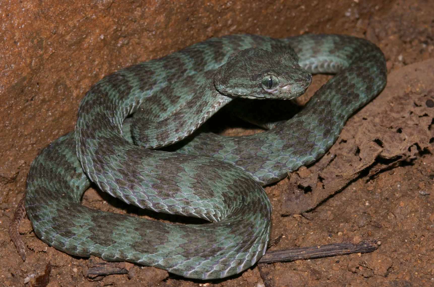 Pit viper