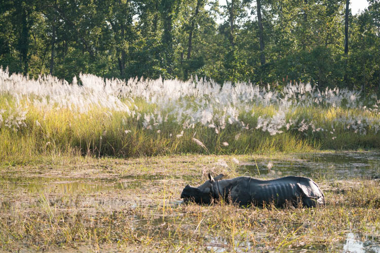 A rhino in Chitwan National Park.