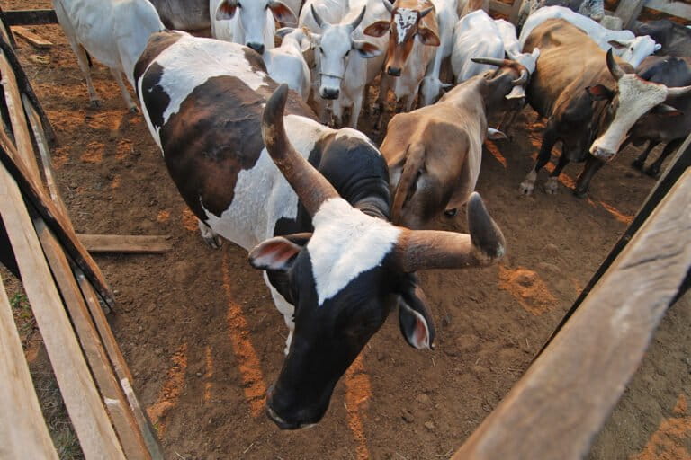 Cattle in Pará state.