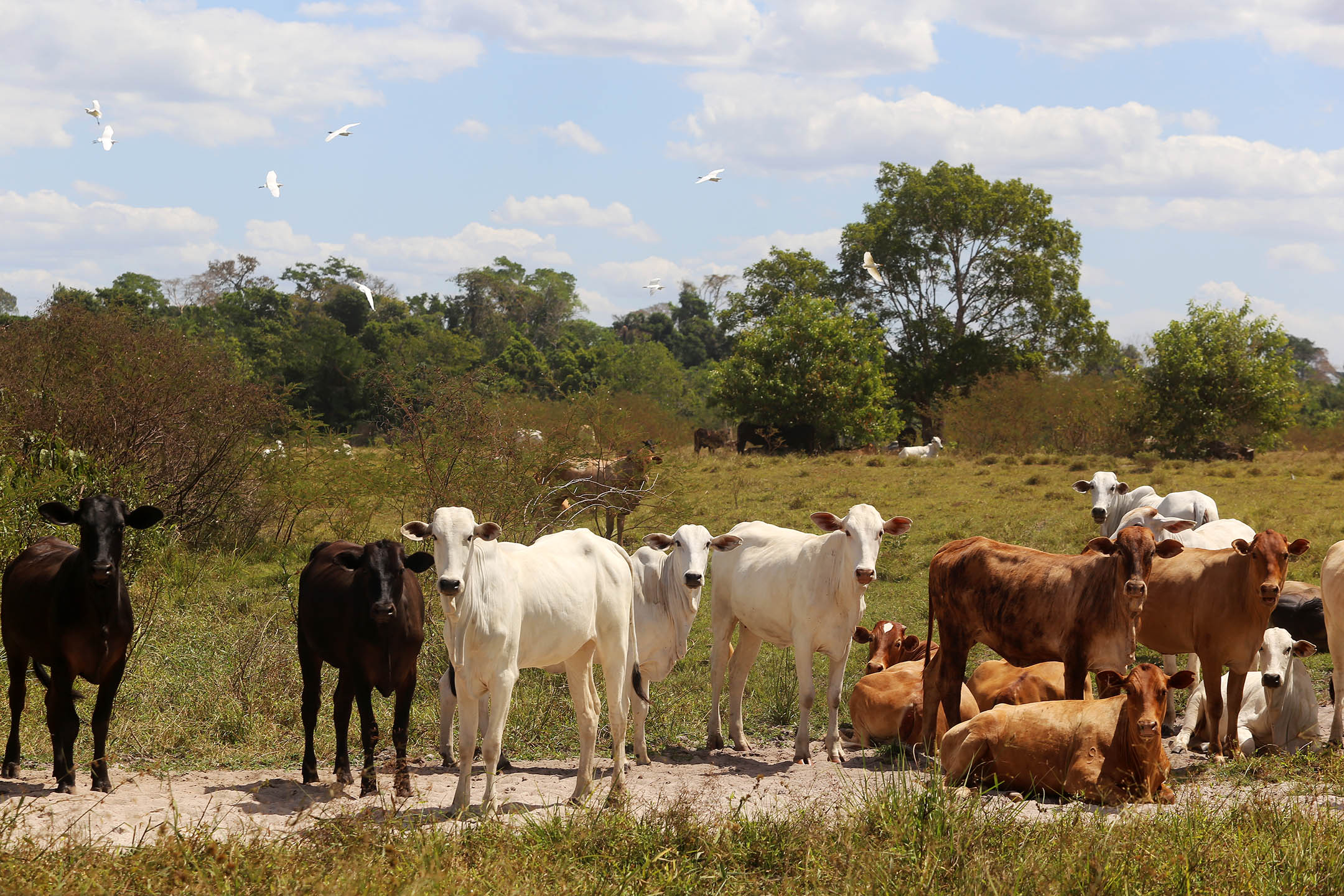 Brazil has only 4 million identified steers out of 200 million animals, which is 2% of the national herd. 