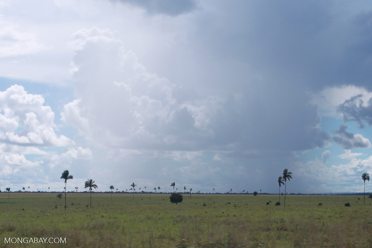 Efficient cattle tracking mechanisms are essential to curb devastation in the Brazilian Amazon. 