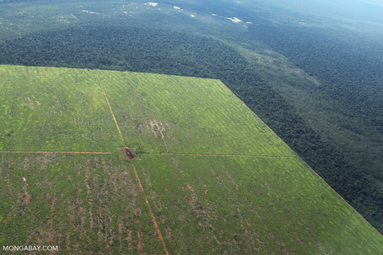 La relation entre la déforestation illégale et l'élevage, comme dans cette zone de l'État du Mato Grosso, a déjà été prouvée par de nombreuses études.