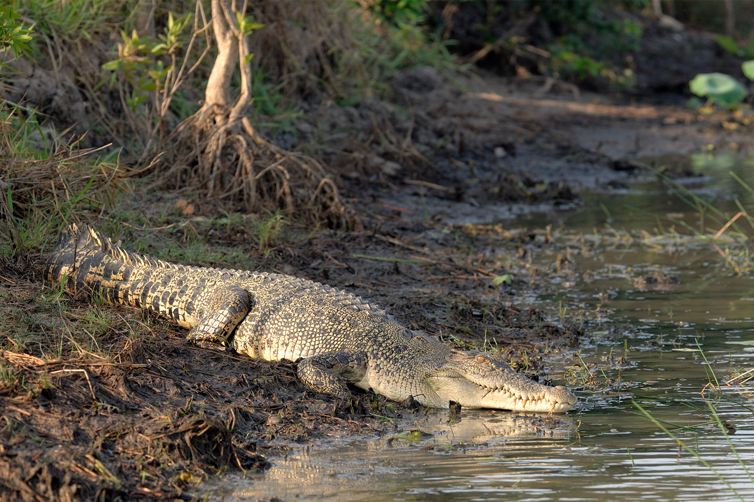 Saltwater crocodile