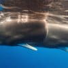 Sperm whales in the Atlantic Ocean.