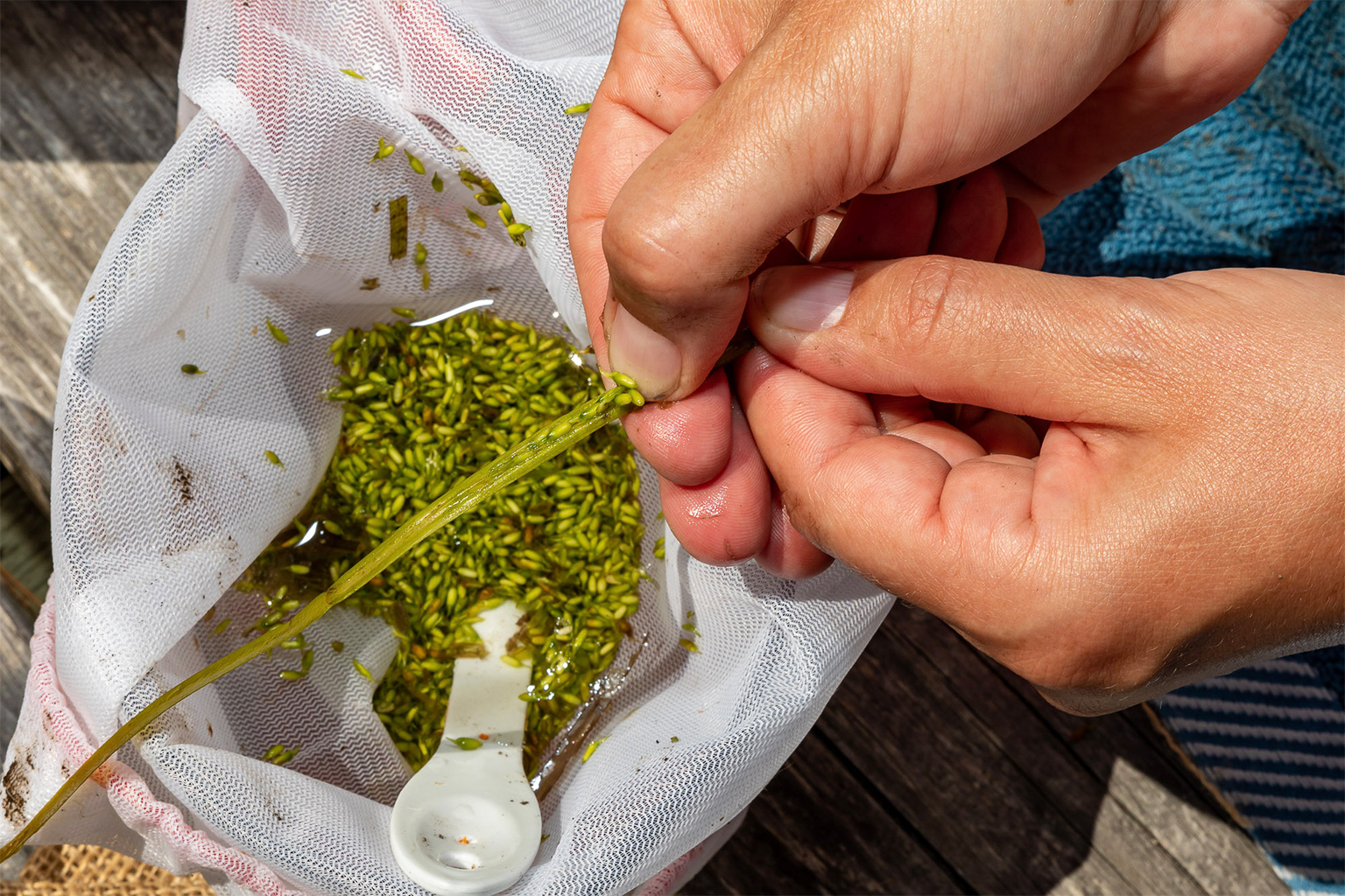 As part of the work on the Community Eelgrass Restoration Project, researchers have collected seeds to grow eelgrass in the lab.