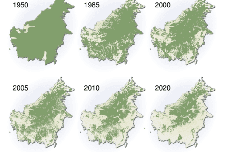 The extent of forest coverage in Borneo between 1950 to 2005, and projection towards 2020. Image courtesy of Hugo Ahlenius/GRID-Arendal.