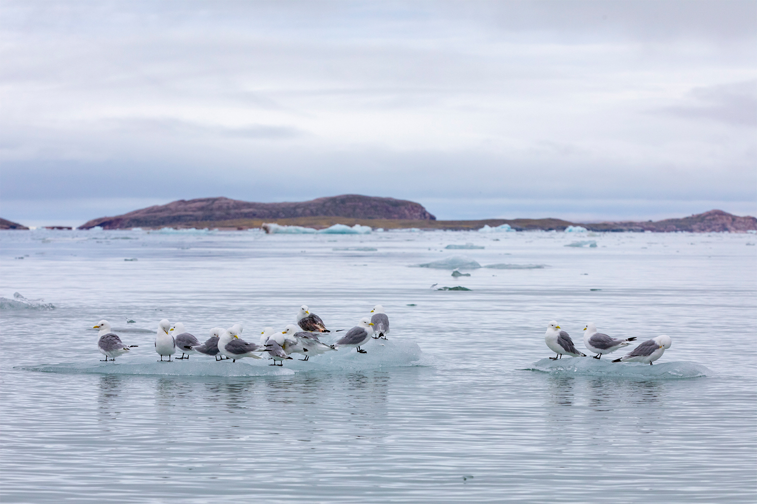 Black-legged kittiwakes