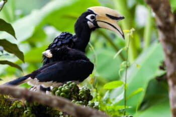 An oriental pied hornbill in Sabah's rainforest.