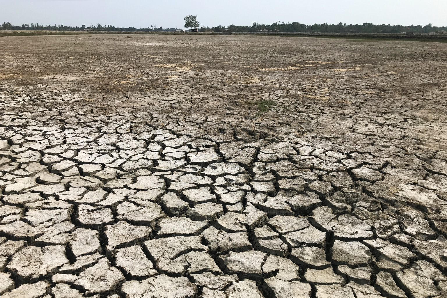 Fallow land in coastal Bangladesh. 