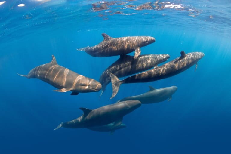 Faux épaulards en Méditerranée. Image de Vincent Kneefel / Banque d'images océaniques.