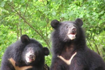 Formosan black bears. Image courtesy of Yushan National Park.