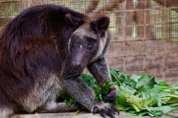 A grizzled tree kangaroo at the TCA base in Lumi.