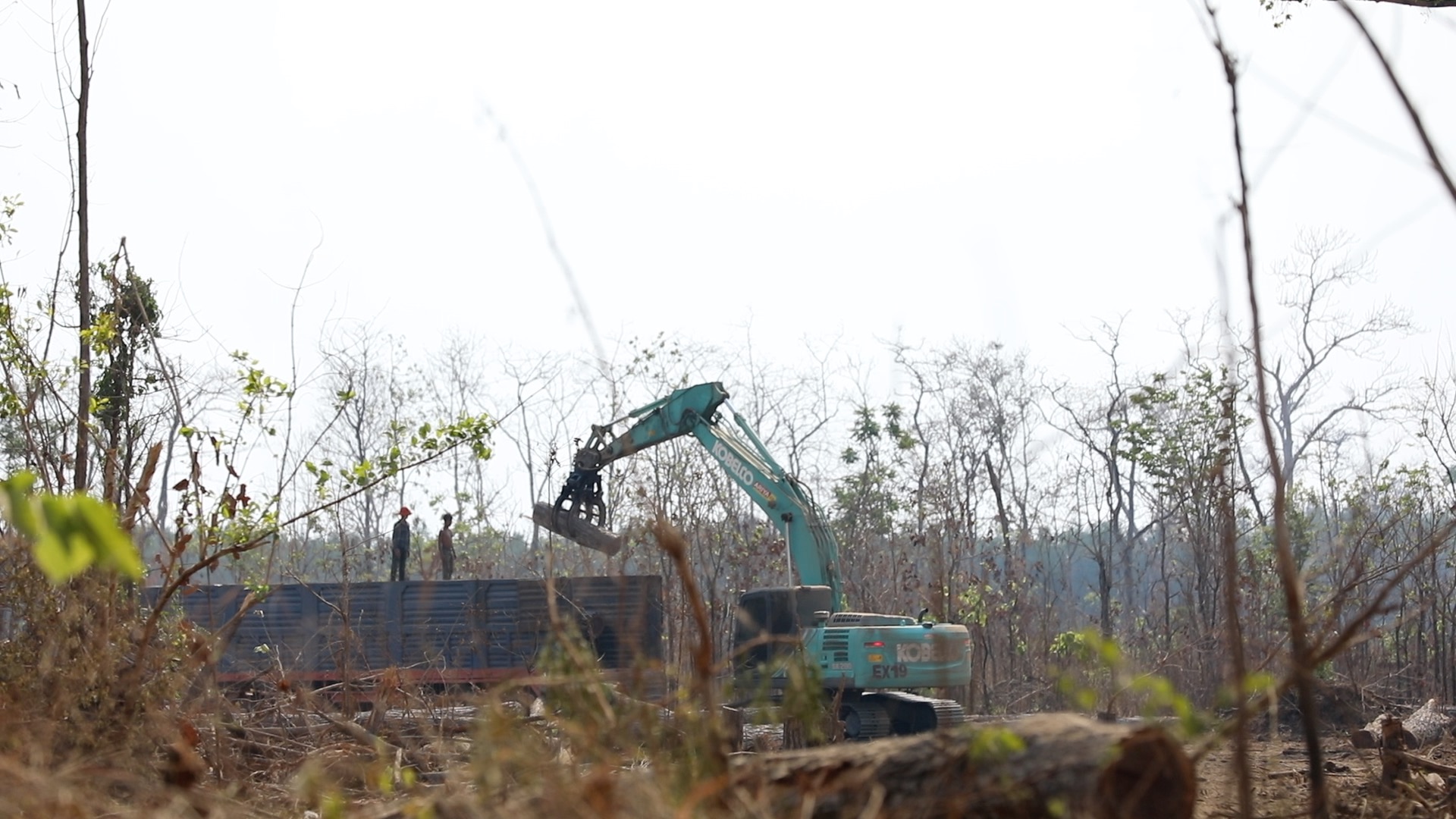 In 2020, illegal loggers operating near the Think Biotech concession took advantage of the COVID-19 pandemic to quietly gut Prey Lang Wildlife Sanctuary. Image by Ma Chettra.