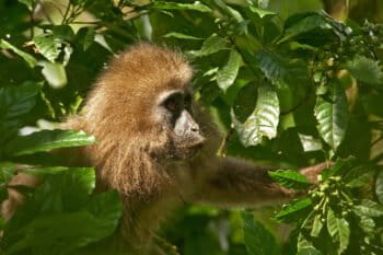 A kipunji.