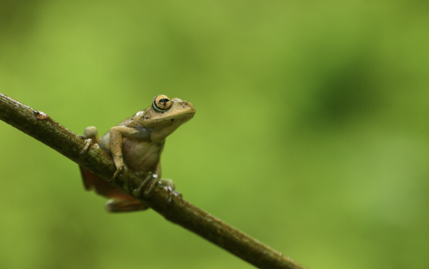 Newly discovered frog virus poses threat to amphibian conservation