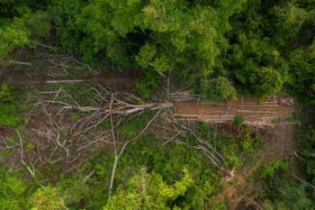 An aerial view of illegally logged timber in Chhaeb-Preah Roka Wildlife Sanctuary that was documented on a patrol in April 2023 by members of the Prey Preah Roka Community Network – a grassroots activism group made up of communities around the wildlife sanctuary. Image by Andy Ball / Mongabay.